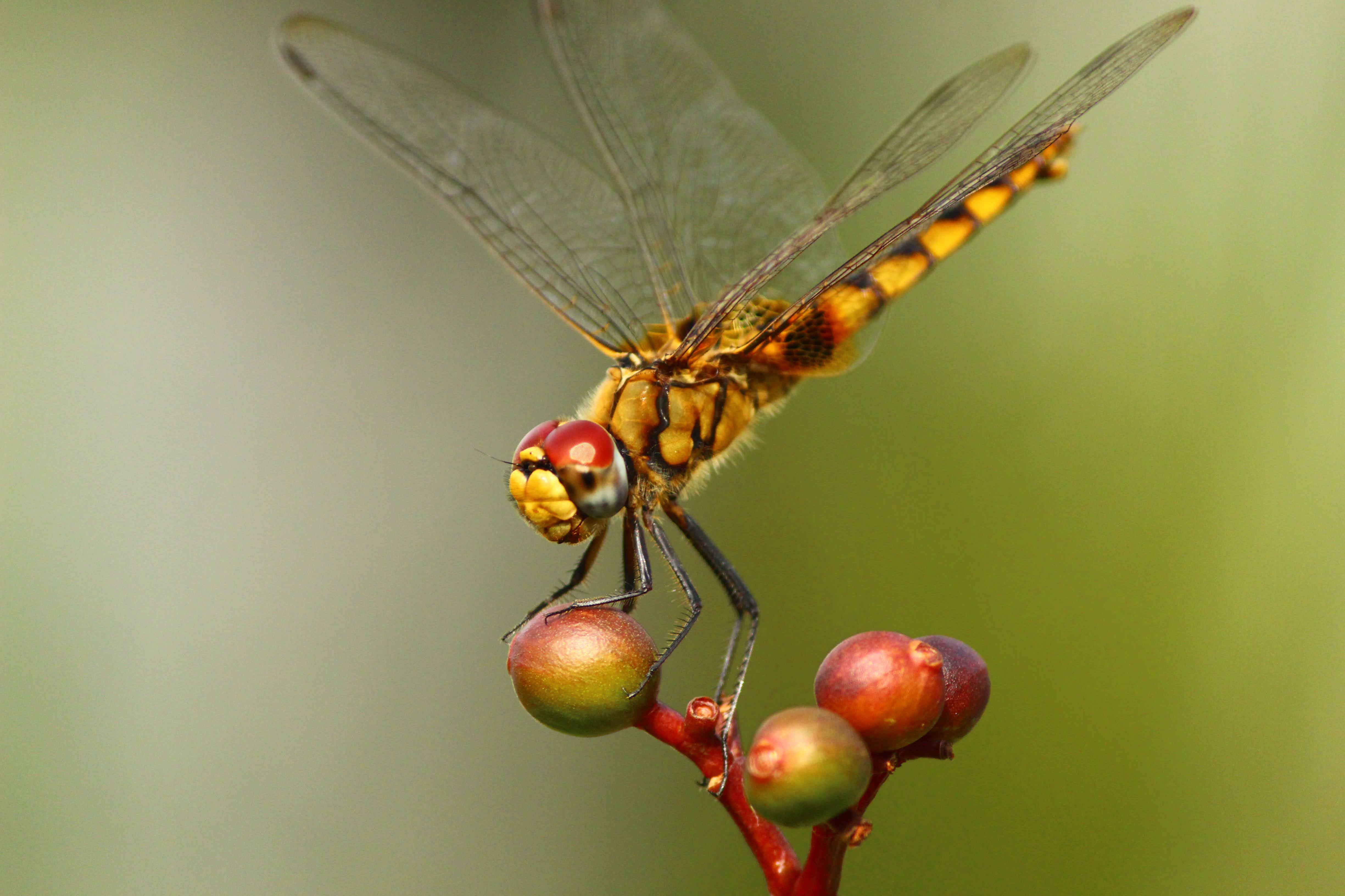 Dragonfly