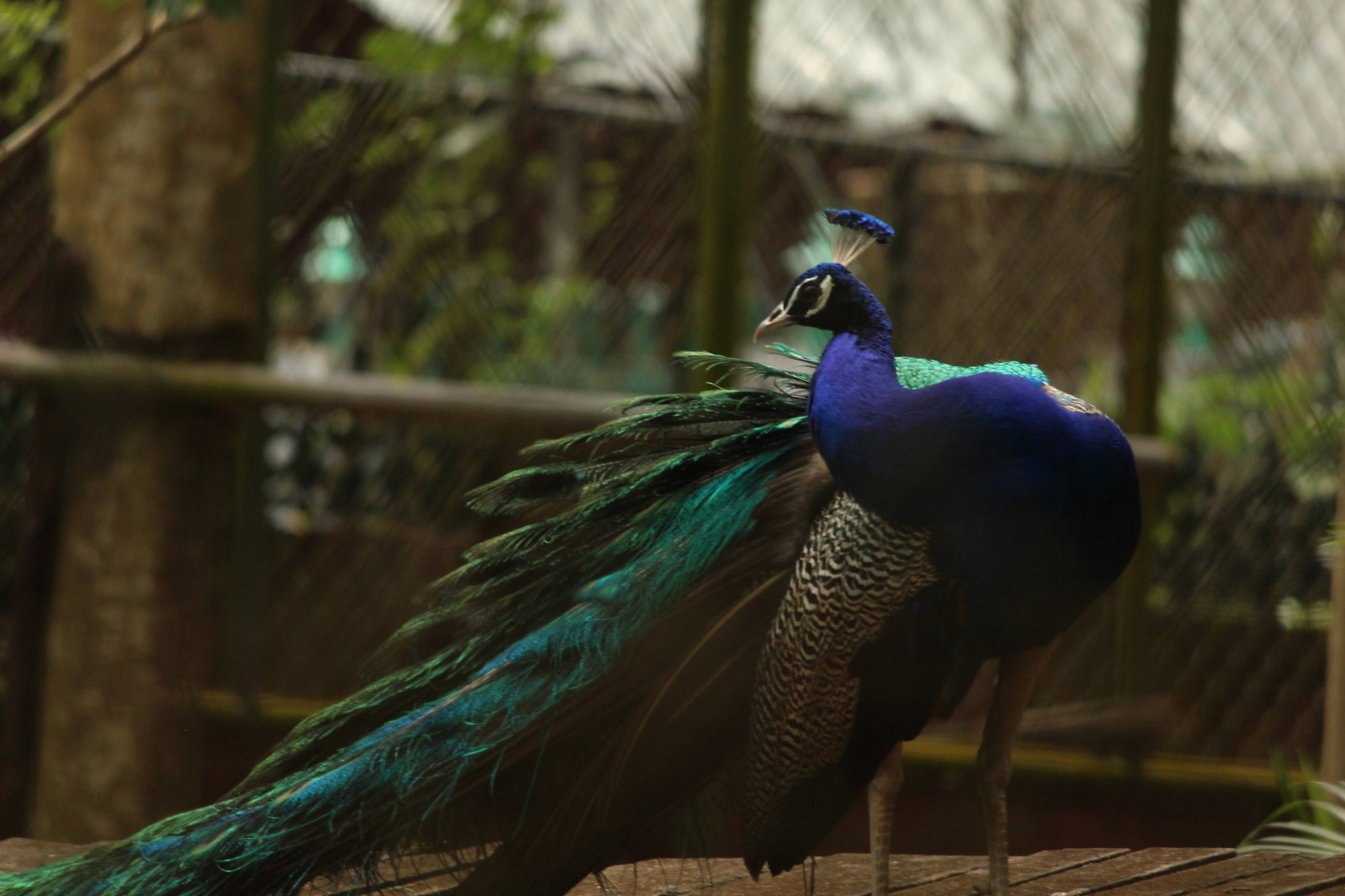 Peacock